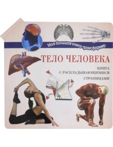 Тело человека