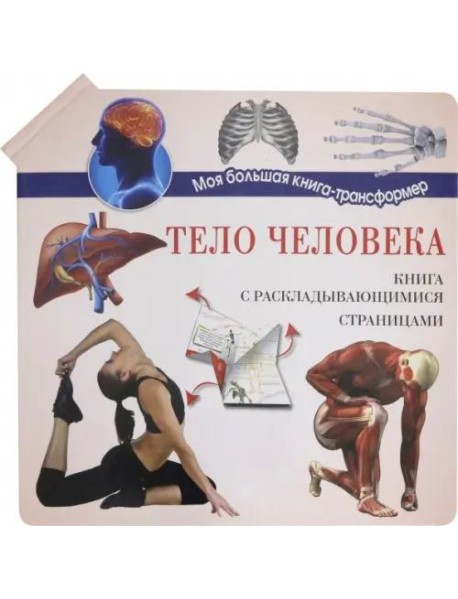 Тело человека