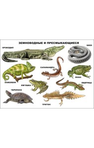Земноводные И Пресмыкающиеся