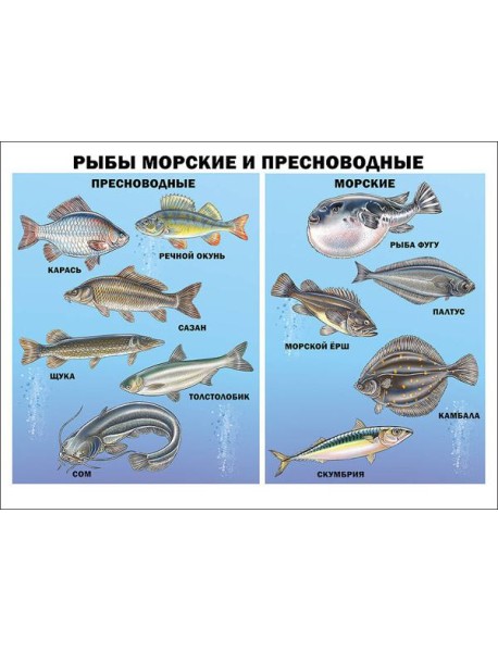Рыбы морские и пресноводные (плакат)