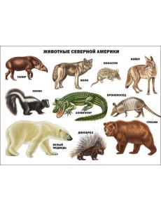 Животные северной америки