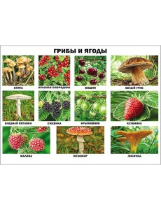 Грибы и ягоды (плакат)