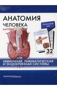 Анатомия человека: карточки. (32 шт). Иммунная, лимфатическая и эндокринная системы