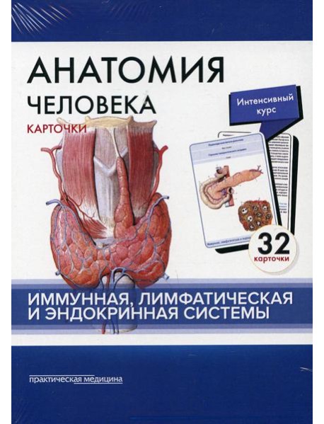 Анатомия человека: карточки. (32 шт). Иммунная, лимфатическая и эндокринная системы