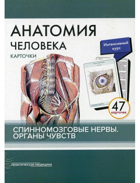 Анатомия человека: карточки. (47 шт). Спинномозговые нервы. Органы чувств