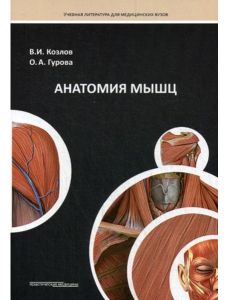 Анатомия мышц: Учебное пособие
