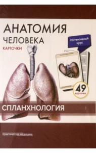 Анатомия человека: карточки. (49 шт). Спланхнология