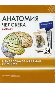 Анатомия человека: карточки. (34 шт). Центральная нервная система