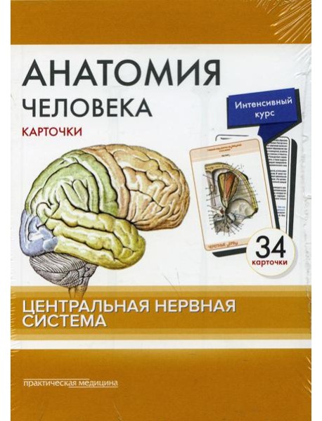 Анатомия человека: карточки. (34 шт). Центральная нервная система