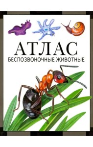 Атлас. Беспозвоночные животные