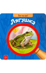 Вот ты где! Лягушка