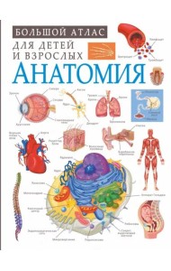 Анатомия