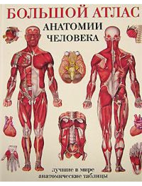 Большой атлас анатомии человека. Лучшие в мире анатомические таблицы