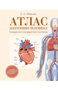 Атлас анатомии человека. Сердечно-сосудистая система