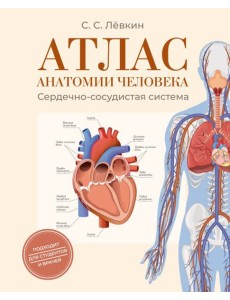 Атлас анатомии человека. Сердечно-сосудистая система