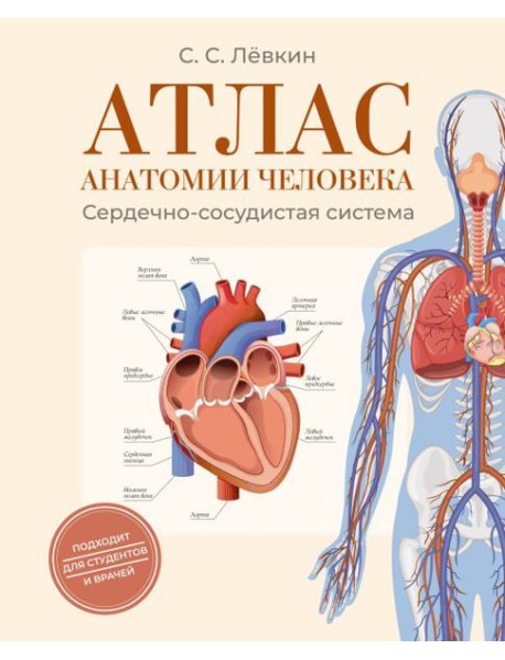 Атлас анатомии человека. Сердечно-сосудистая система