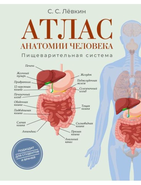 Атлас анатомии человека. Пищеварительная система