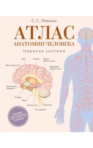 Атлас анатомии человека. Нервная система