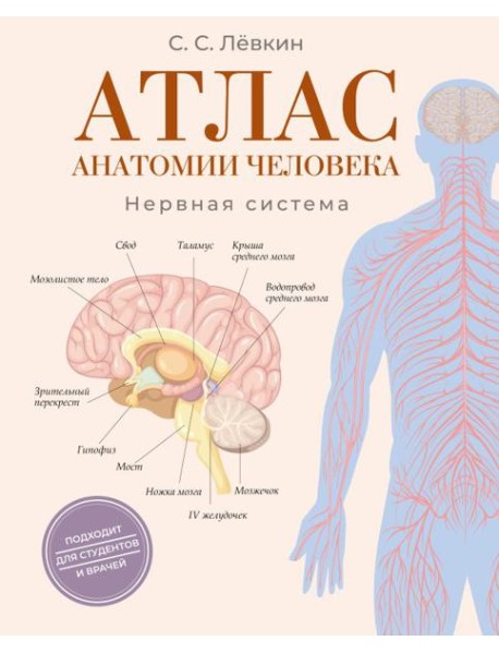 Атлас анатомии человека. Нервная система